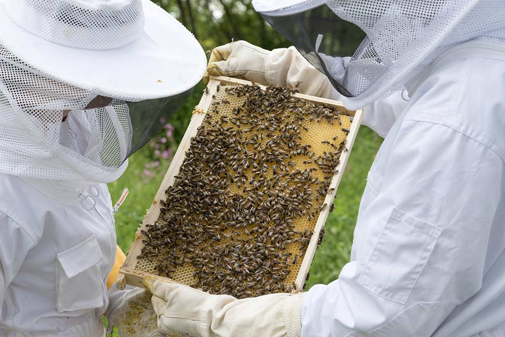 3 Good Reasons to Hire a Beekeeper Remove Your Bees Bee Removal Mesa AZ