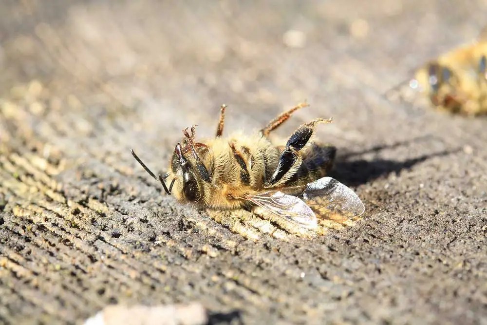 Should I Kill Bees with Wasp Spray? Bee Removal Mesa AZ