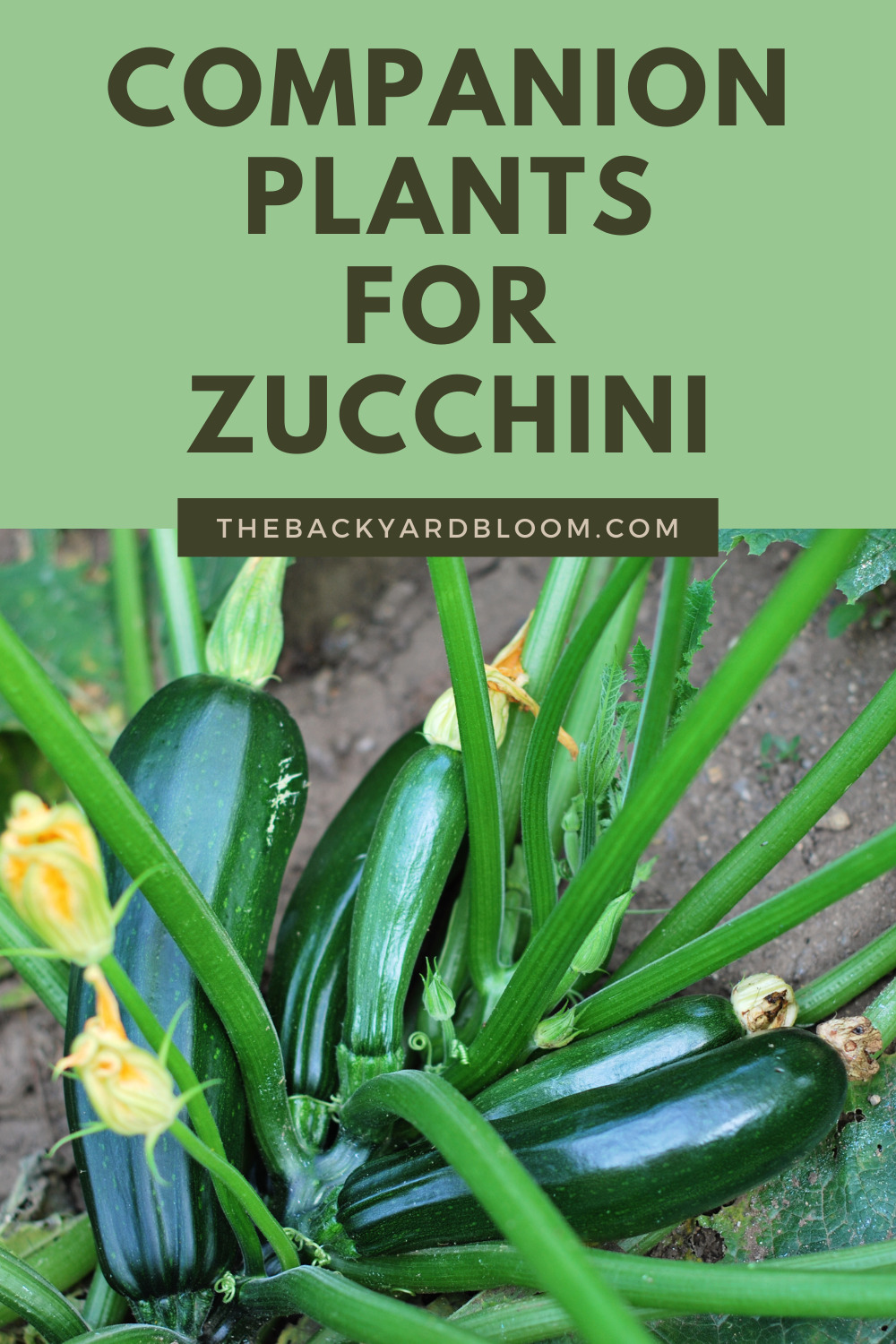 Companion Plants for Zucchini The Backyard Bloom