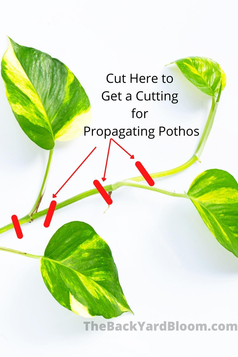 Pothos Care Guide How To Take Care of A Pothos Plant
