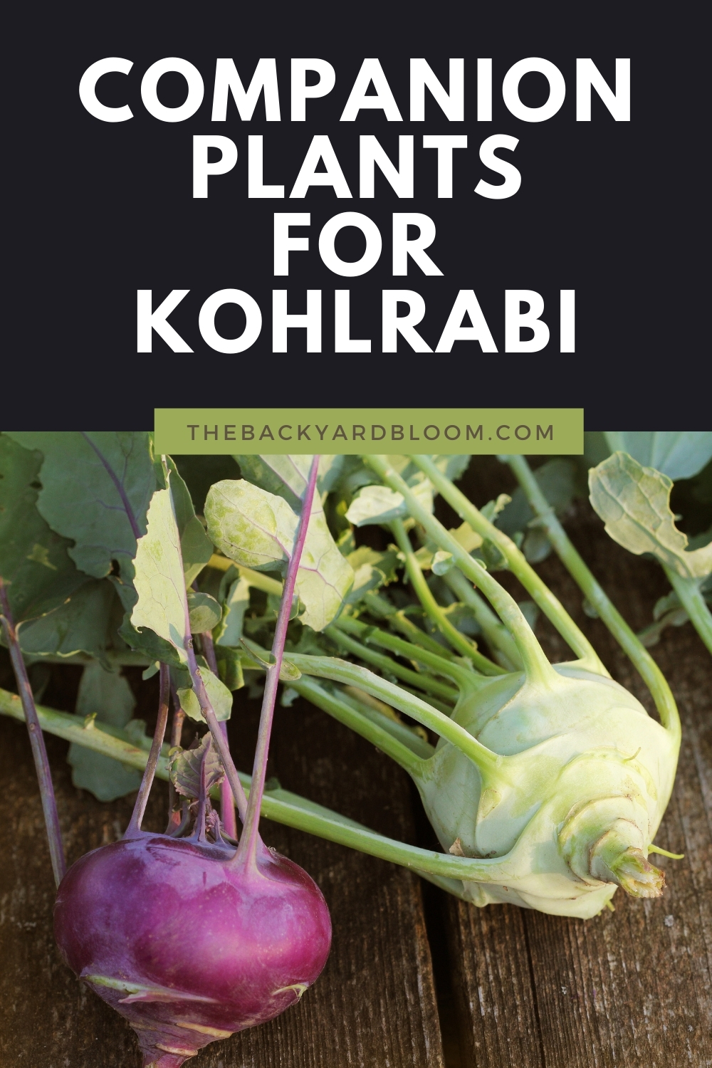 Companion Plants for Kohlrabi The Backyard Bloom