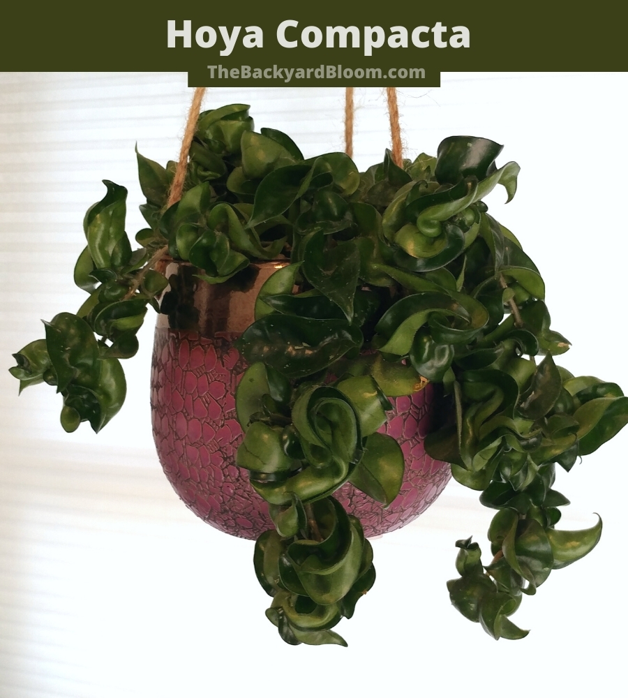 Hoya Carnosa Compacta (Hindu Rope Plant) Care Guide