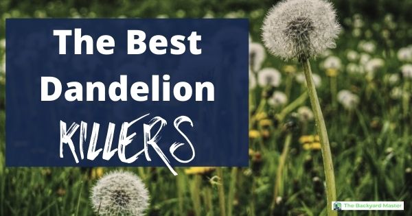 Best Dandelion Killer For Lawns The Best Dandelion Killer That Won T