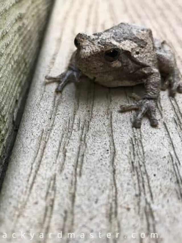 How to Keep Frogs Away From Your Yard, Pool and House Story The
