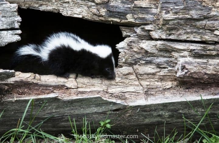 How to Get Rid of a Skunk Under Your Porch The Backyard Master