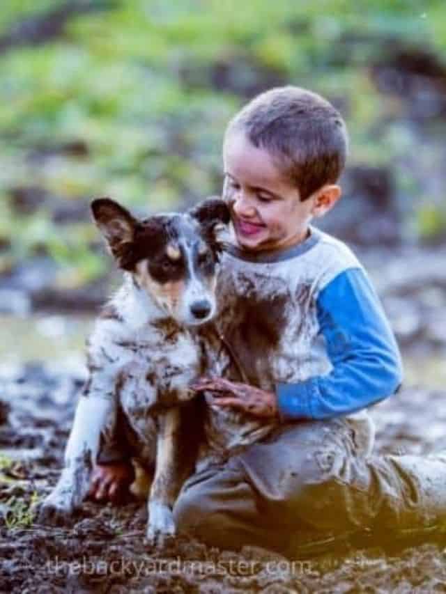 How to Cover Up Mud in a Backyard8 Muddy Yard Solutions Story The