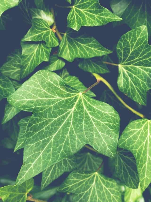 The 4 Best Poison Ivy Killers 2021 Reviews and Story