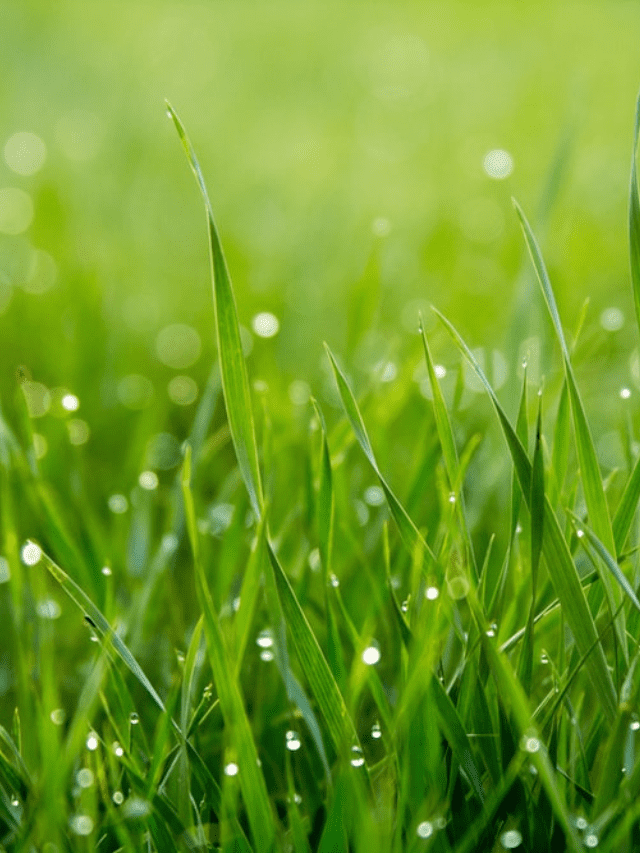 When Does Grass Really Stop Growing? Story The Backyard Master