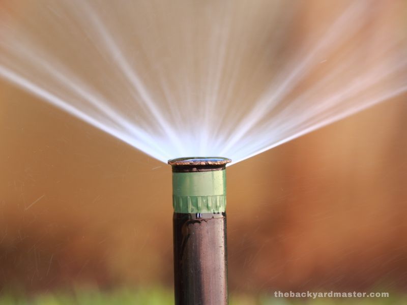 How to Care for Your Newly Hydroseeded Lawn The Backyard Master