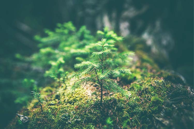 10 Trees That Grow in Rocky Soil The Backyard Pros