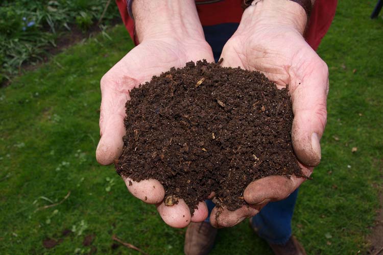 How to Add Organic Matter to Your Lawn? The Backyard Pros