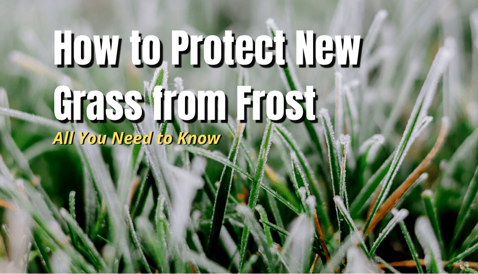 How to Protect New Grass from Frost (All You Need to Know) The