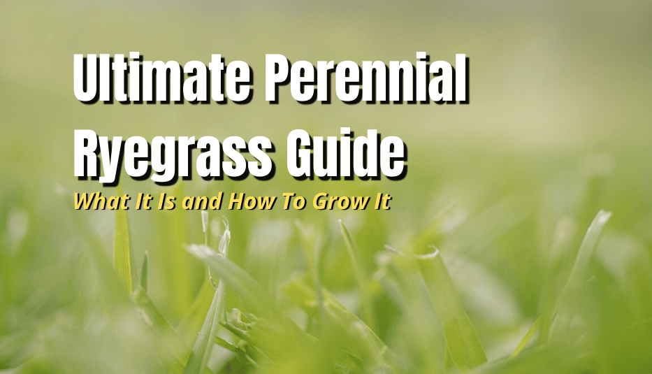 Perennial Ryegrass Guide What It Is and How To Grow It The Backyard Pros