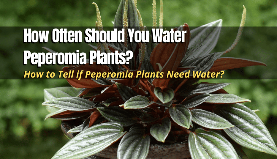 How Often Should You Water Peperomia Plants? The