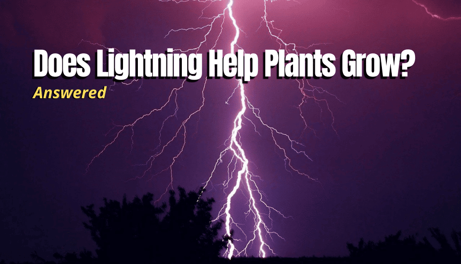 Does Lightning Help Plants Grow? The Backyard Pros
