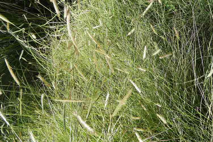 Blue Grama Grass What It Is And How To Grow It The Backyard Pros
