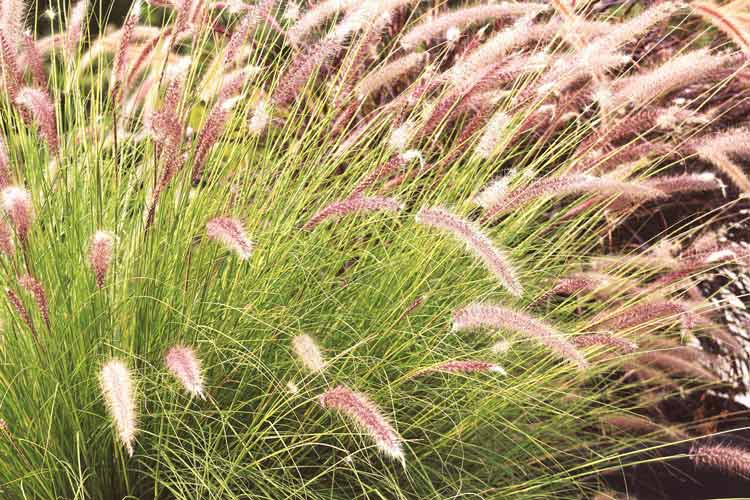 How Often Should I Water Ornamental Grasses? The Backyard Pros
