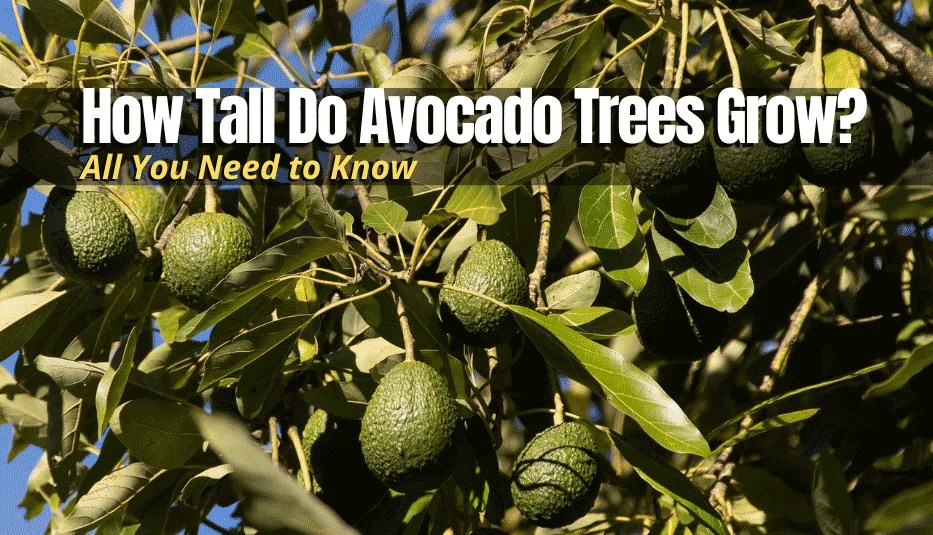 How Tall Do Avocado Trees Grow? The Backyard Pros
