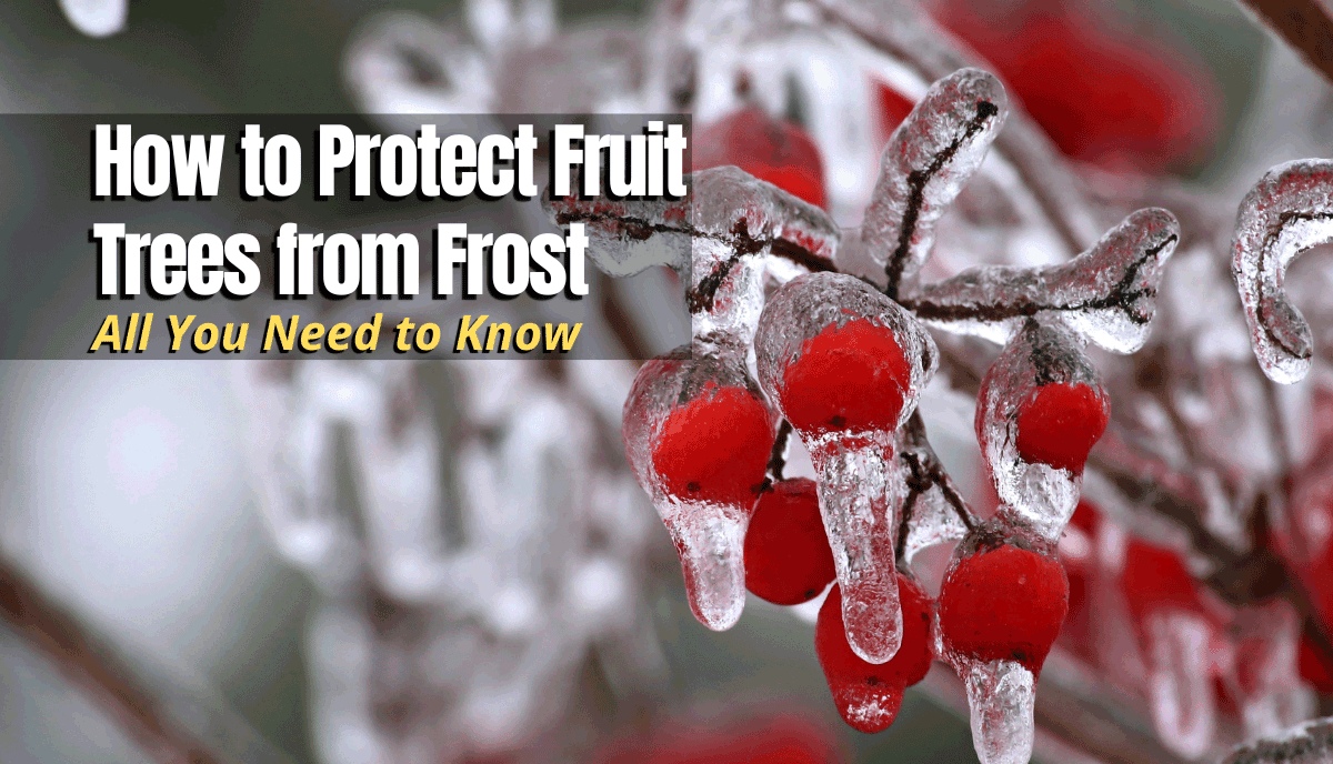 How to Protect Fruit Trees from Frost The Backyard Pros