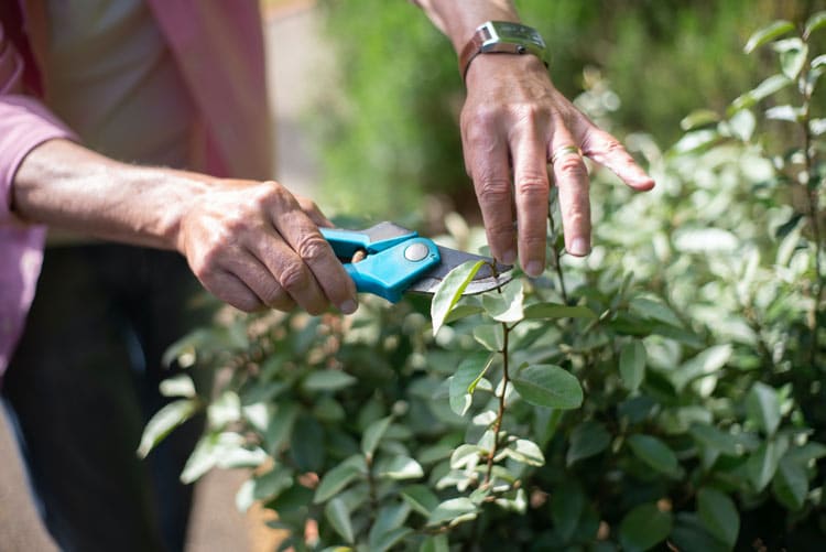 Can You Trim Bushes in the Fall? The Backyard Pros