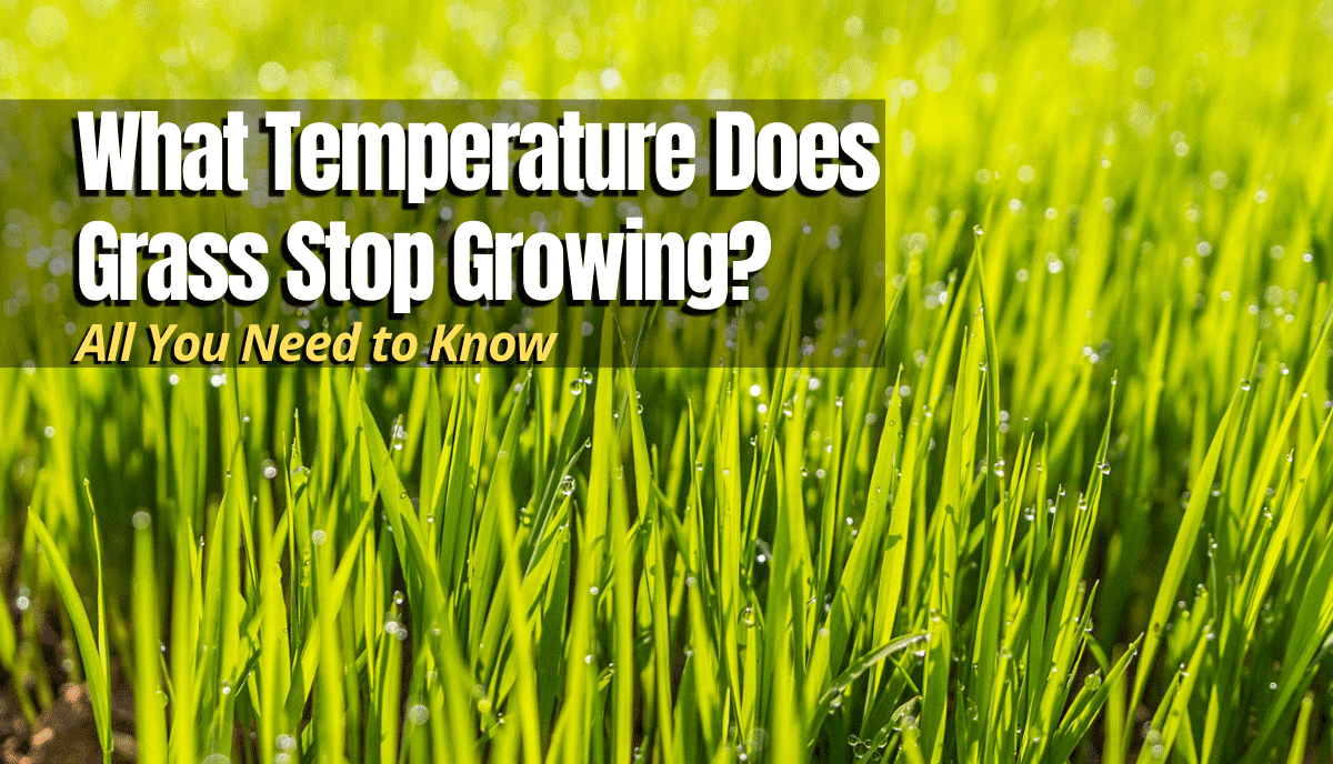 What Temperature Does Grass Stop Growing? The Backyard Pros