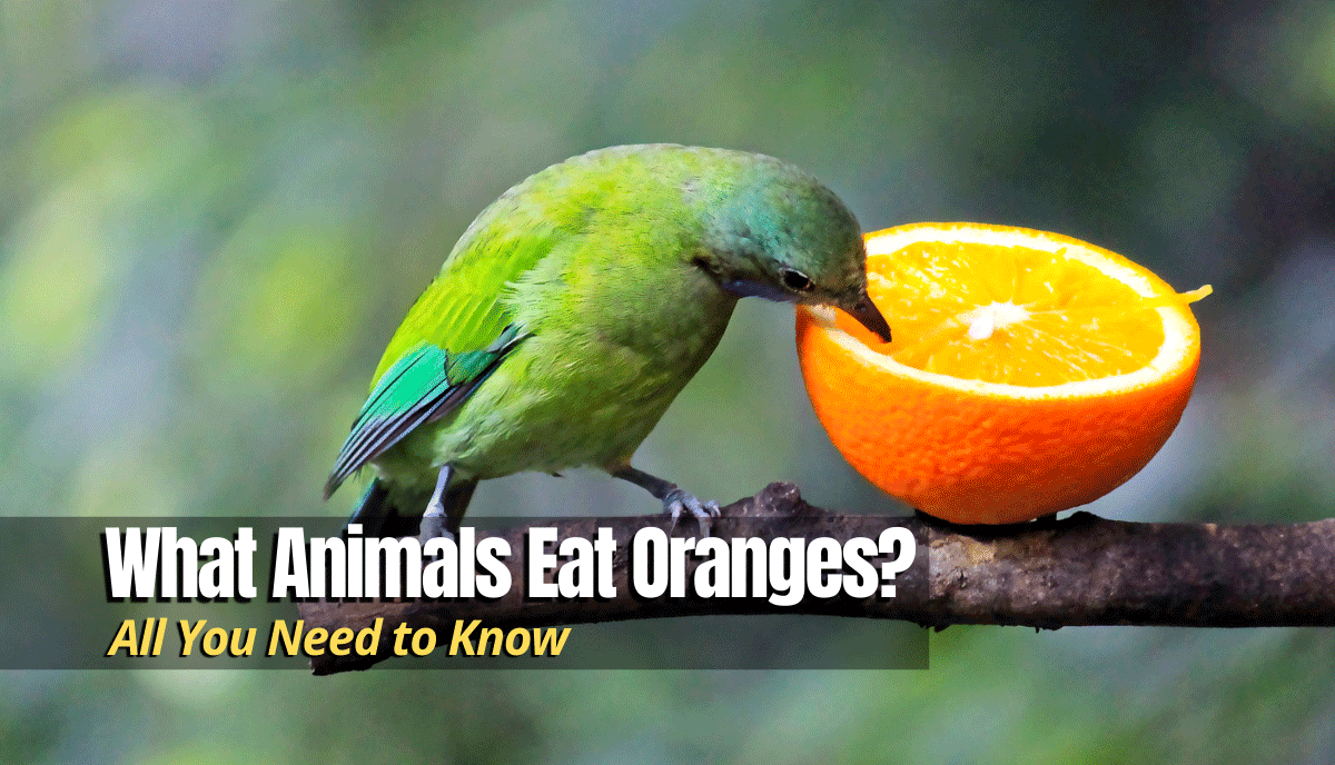What Animals Eat Oranges? (See 18 Examples) The Backyard Pros