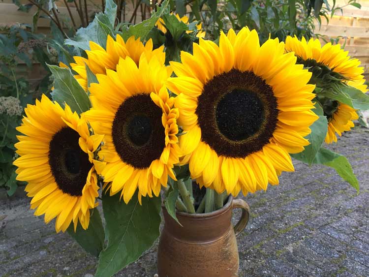 How Long Do Potted Sunflowers Last? The Backyard Pros