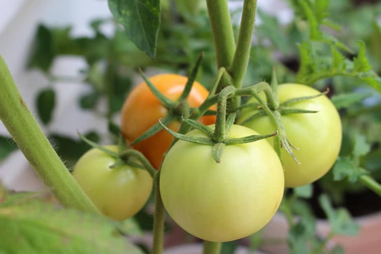 How Long Do Potted Tomato Plants Last? The Backyard Pros