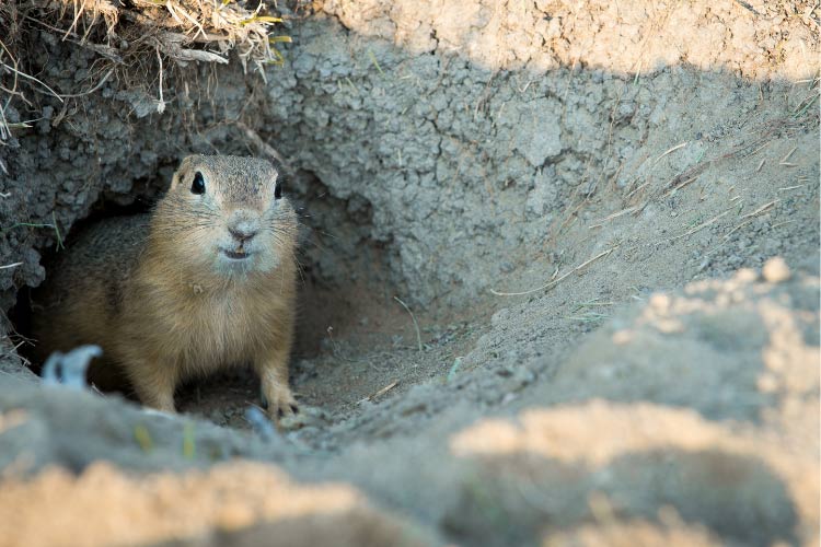 What’s Causing the Mysterious Mounds of Dirt In My Yard? The Backyard
