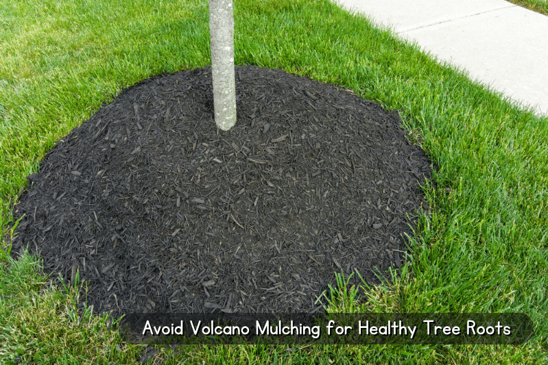 Are Tree Rings Bad for Trees? (Tree Ring Landscaping) The Backyard Pros