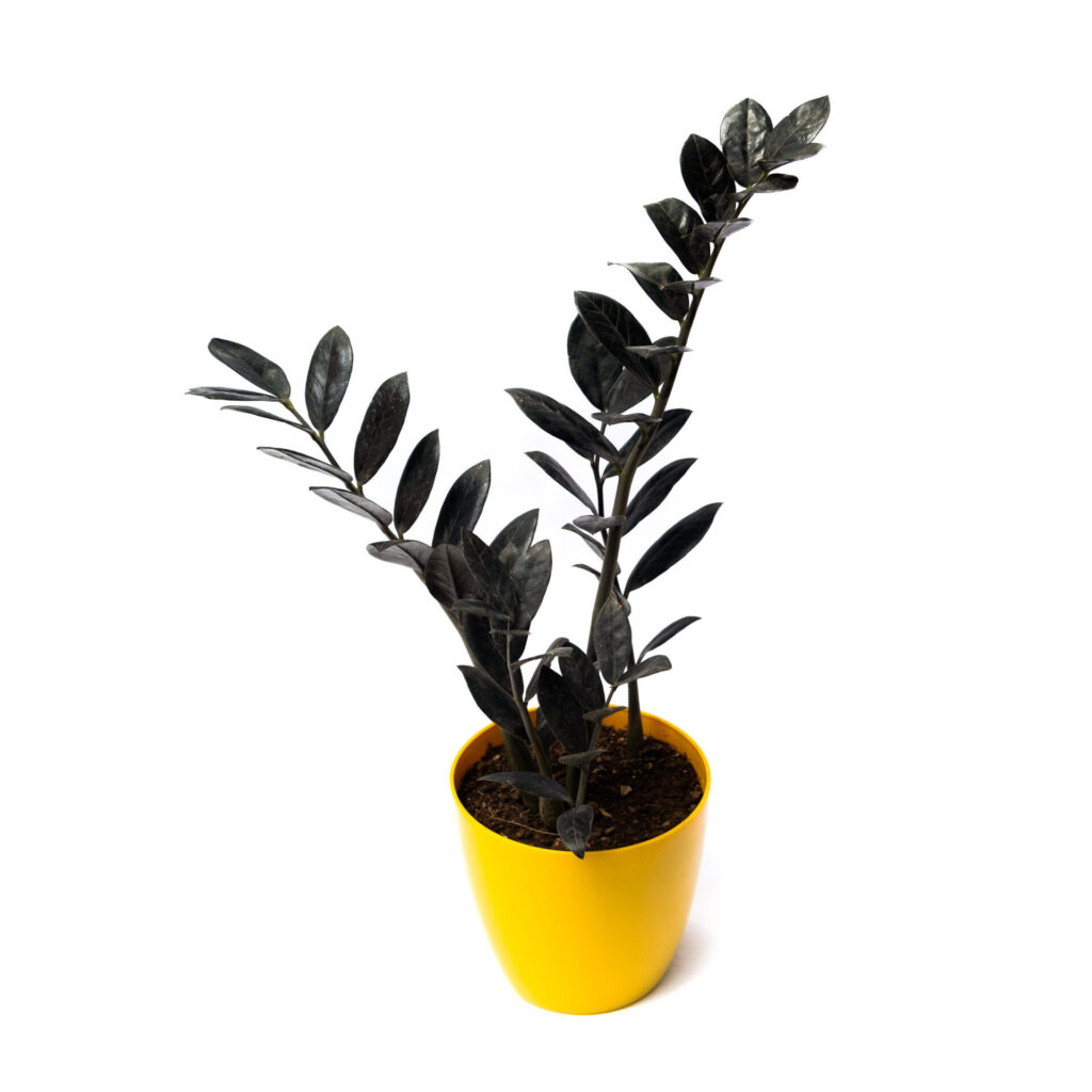 Black ZZ Plant (Raven ZZ Plant) Buy Plants Online India Plants Nursery