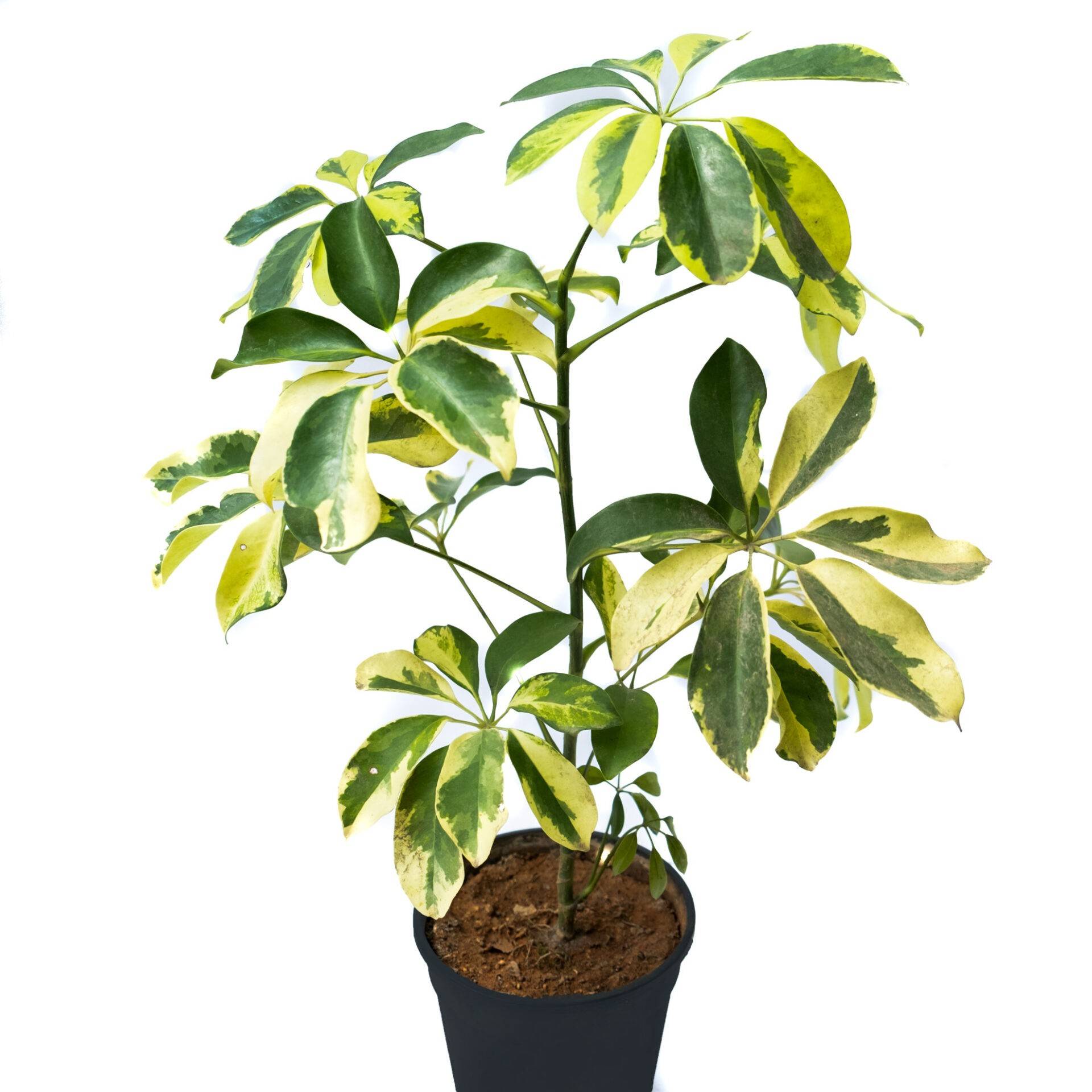 Are Schefflera Flowers Toxic Best Flower Site