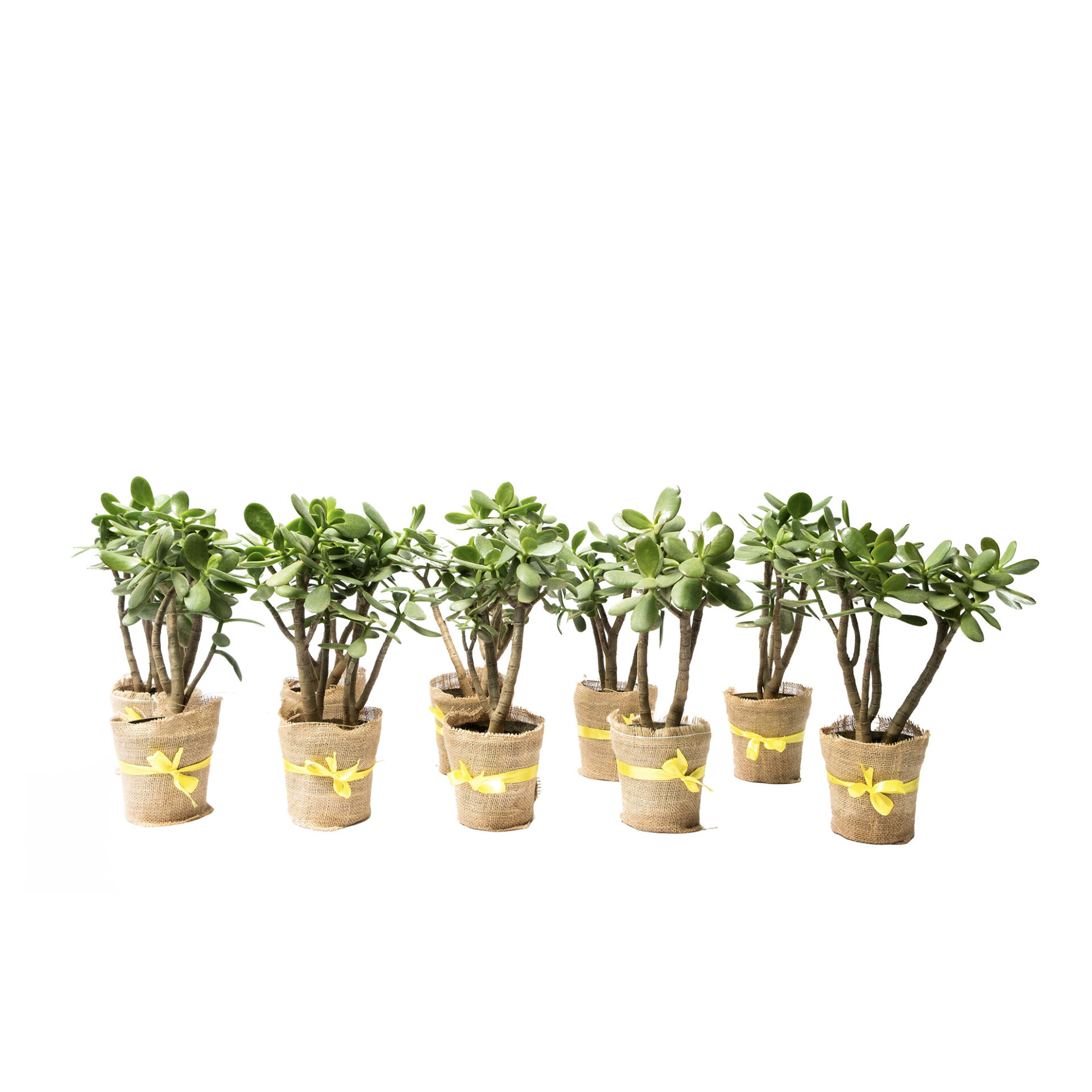 Jade Plant Set of 10 TheBaghStore Online Indoor Plants Nursery