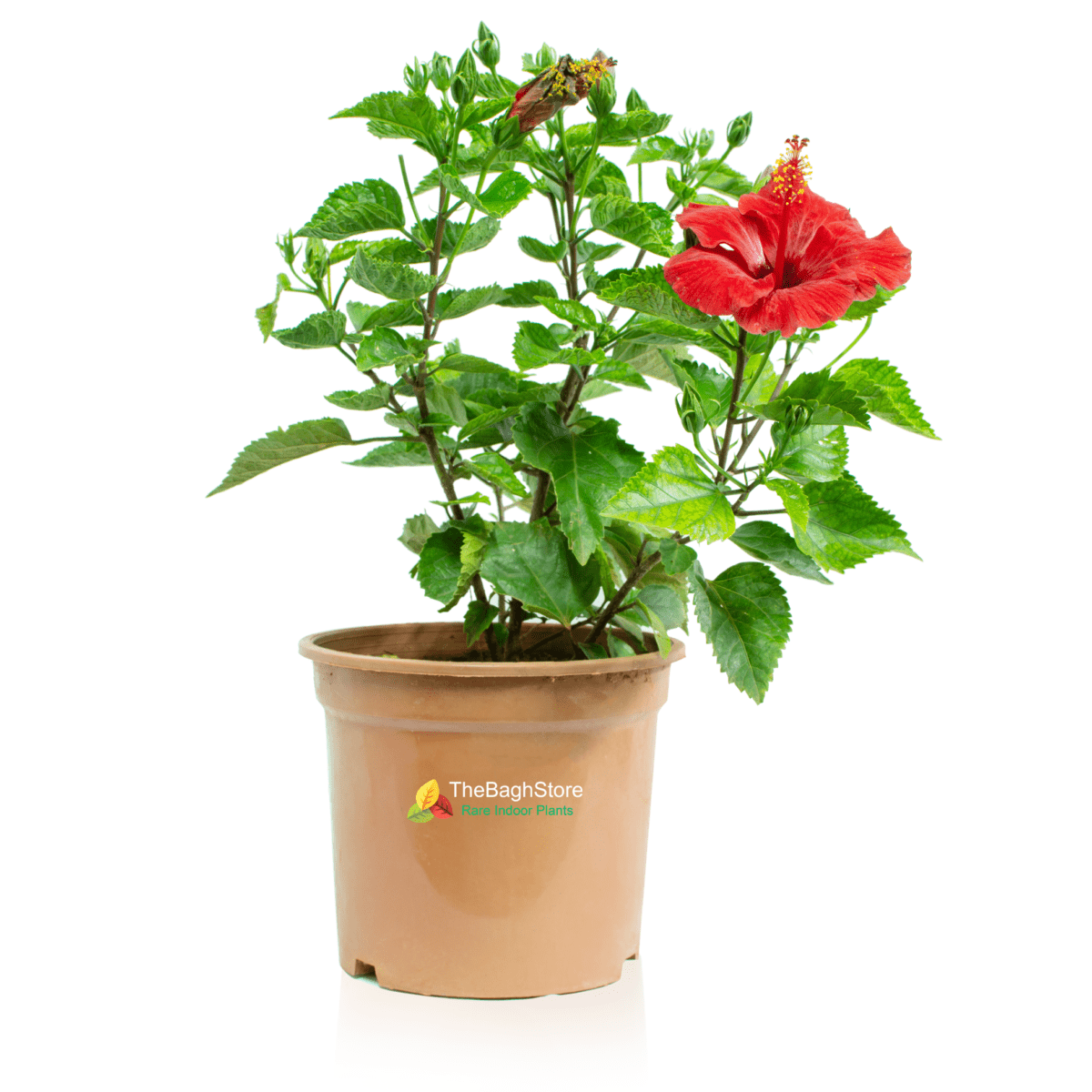 Buy Top 10 Hanging Plants Online 2021 Live Nursery of Plants India