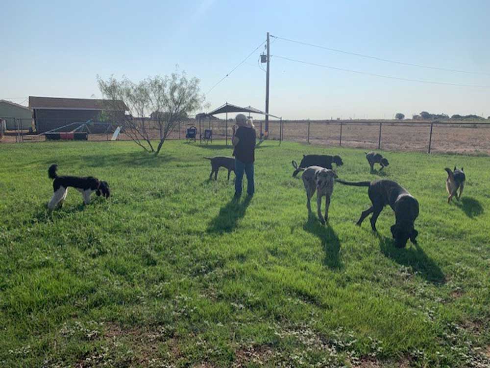 Dog Behavior Modification, Aggressive Dog Training Midland, Odessa