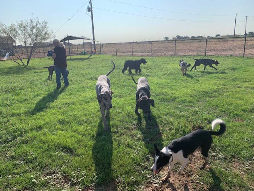 Dog Behavior Modification, Aggressive Dog Training Midland, Odessa
