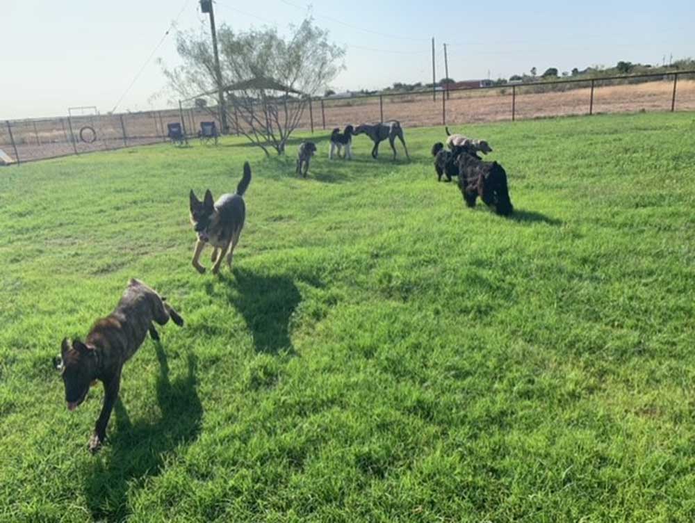 Dog Behavior Modification, Aggressive Dog Training Midland, Odessa
