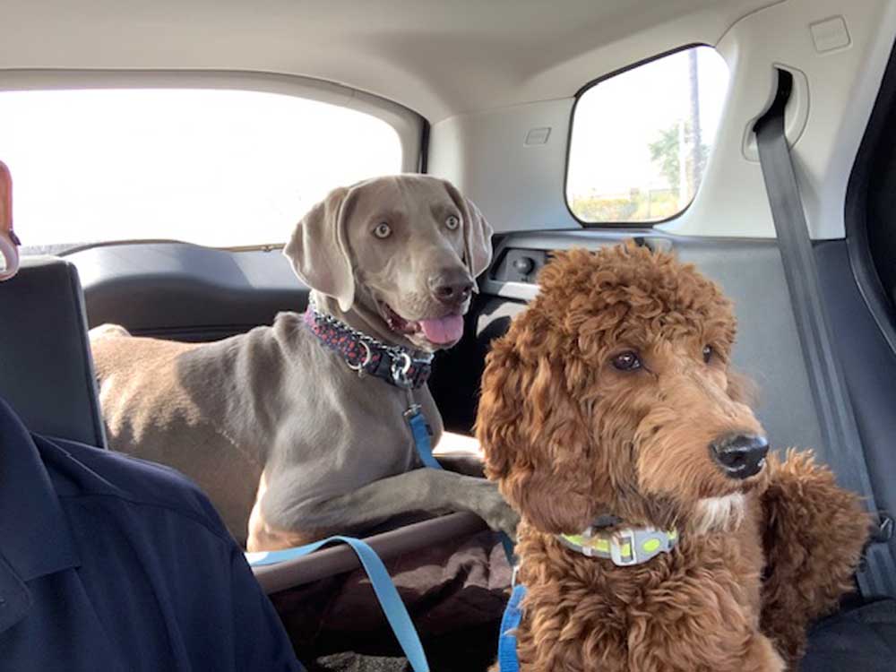 Dog Behavior Modification, Aggressive Dog Training Midland, Odessa