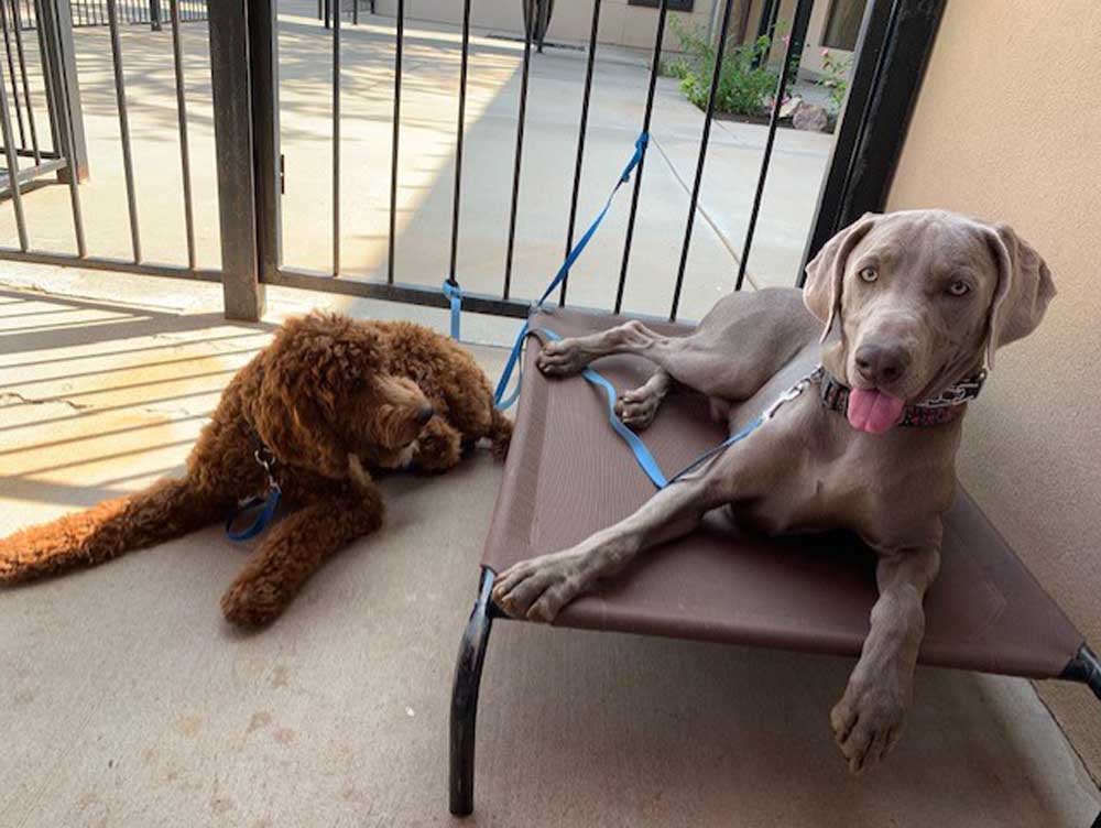 Dog Behavior Modification, Aggressive Dog Training Midland, Odessa