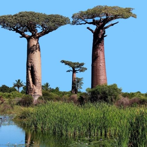 Baobab Oil For Skin Benefits & Uses For All Skin Types