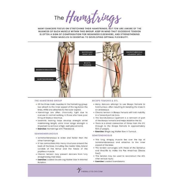 The Hamstrings (The Hip Series) The Ballet Blog