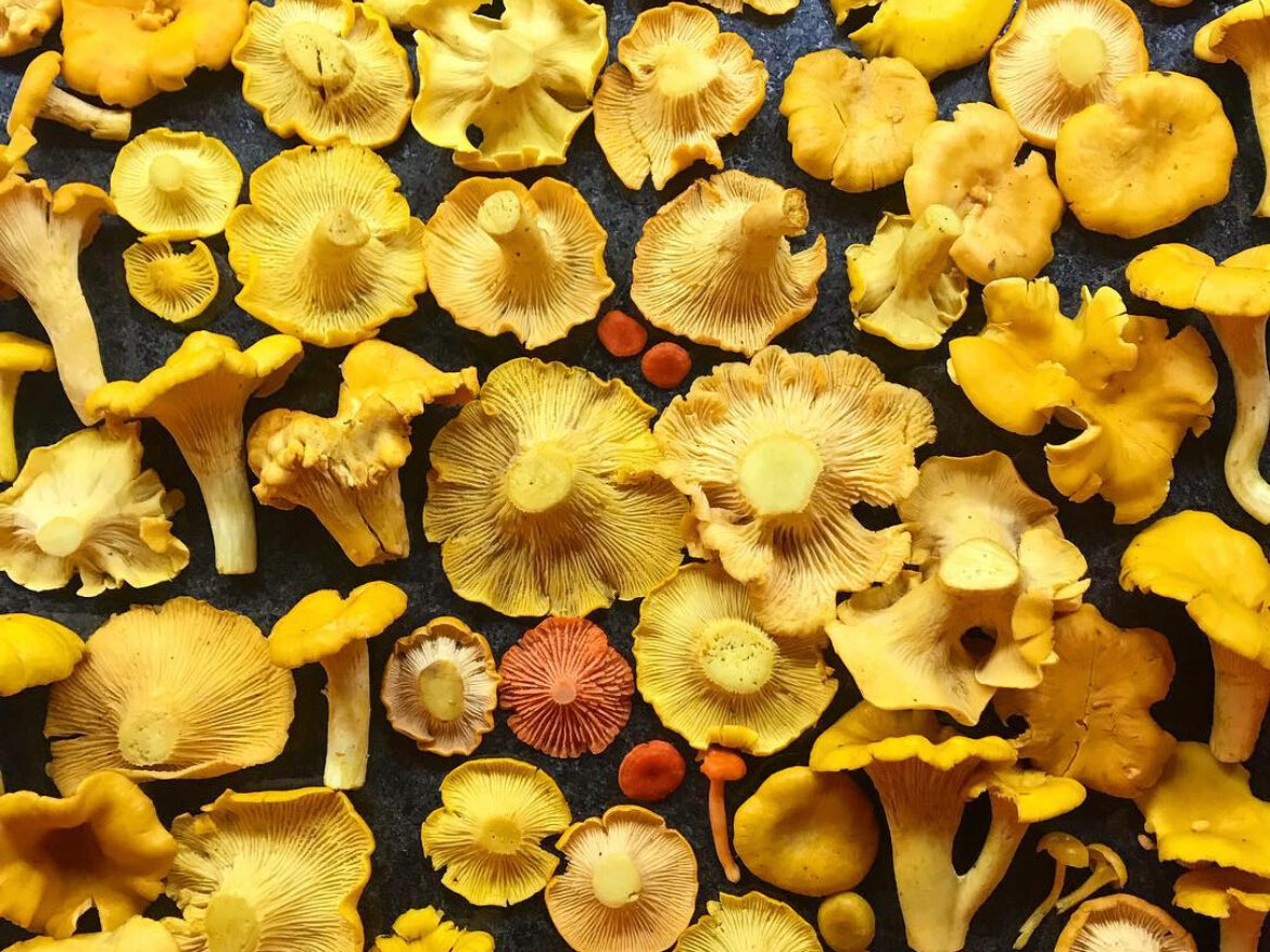 How to grow mushrooms in your yard in Alabama + 3 fungi events The