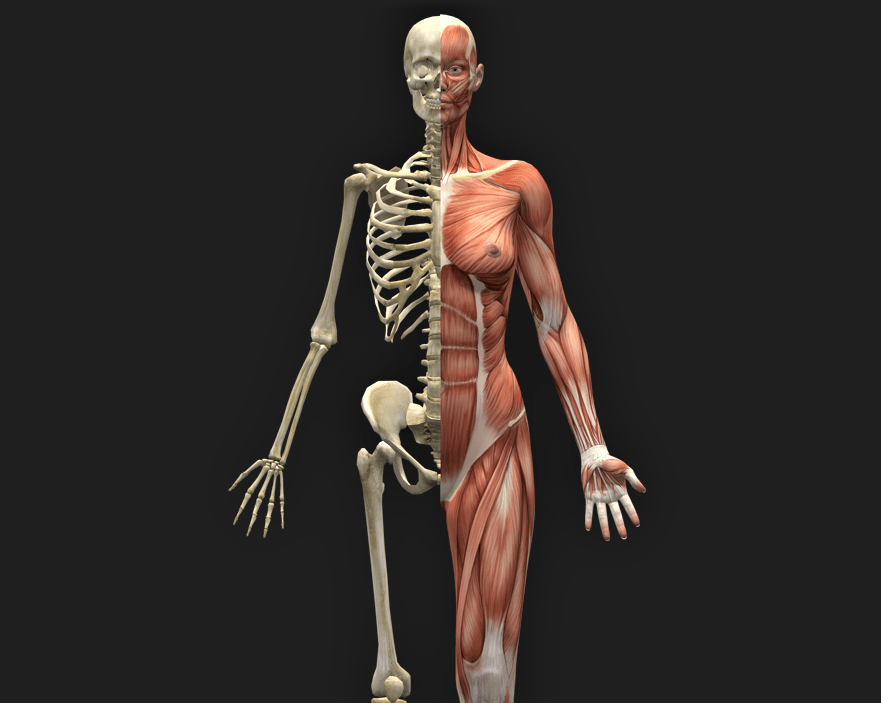 How Strength Training Increases Bone Density The Barbell