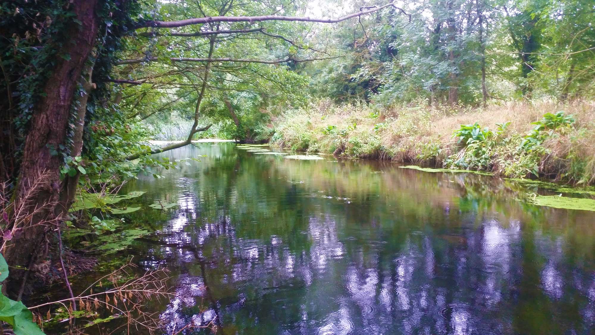 Ryley River Gipping The Barham Lakes