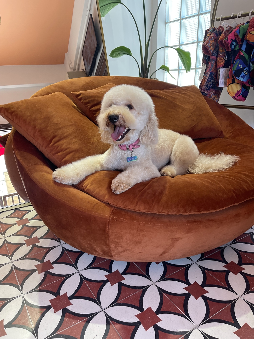 The Barkery Academy & Dog House & Cafe