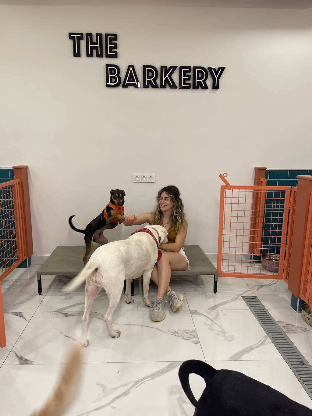 The Barkery Academy & Dog House & Cafe