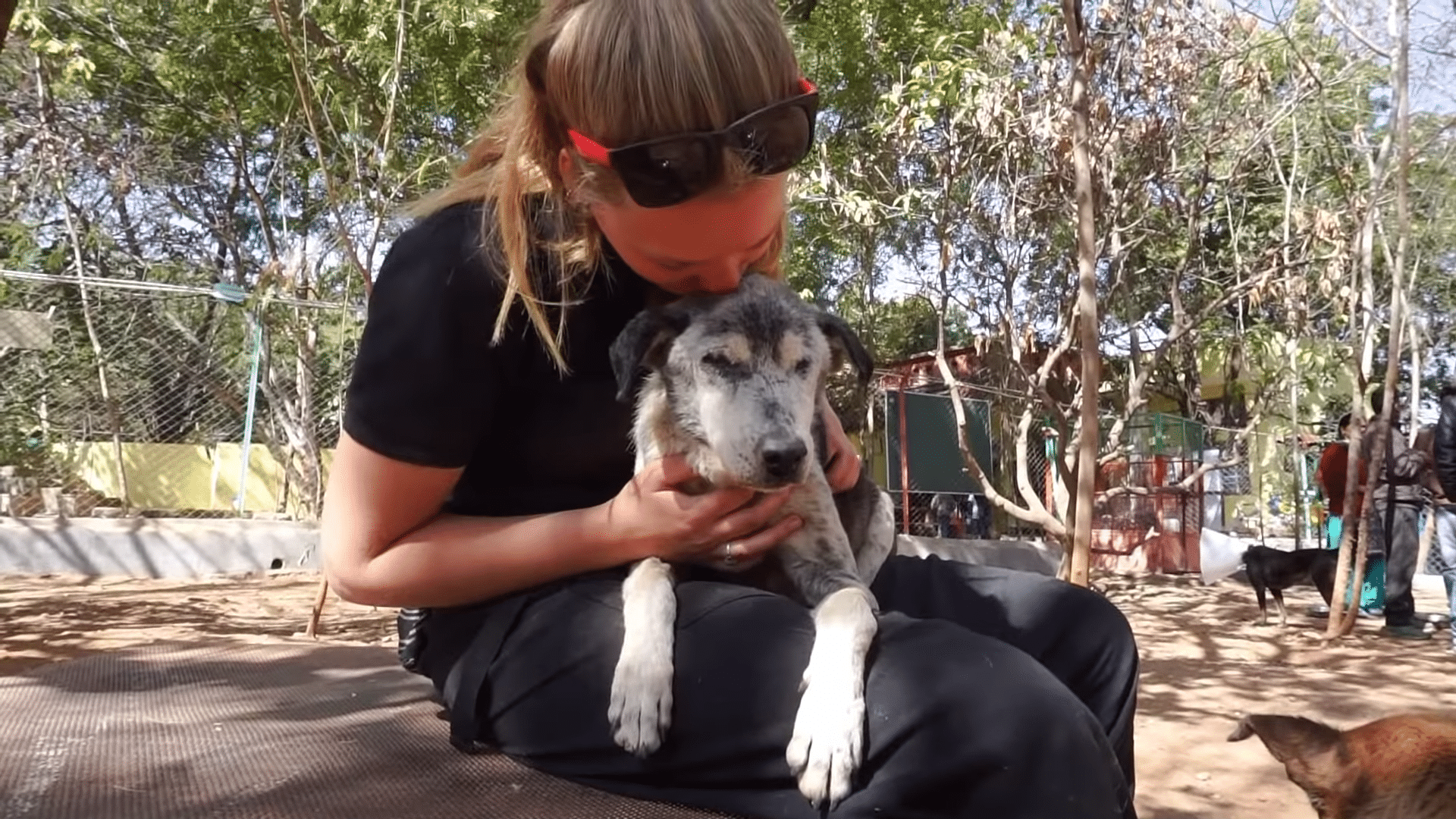 Injured Senior Dog Enjoys Cuddles From Rescuers The Barking Blog