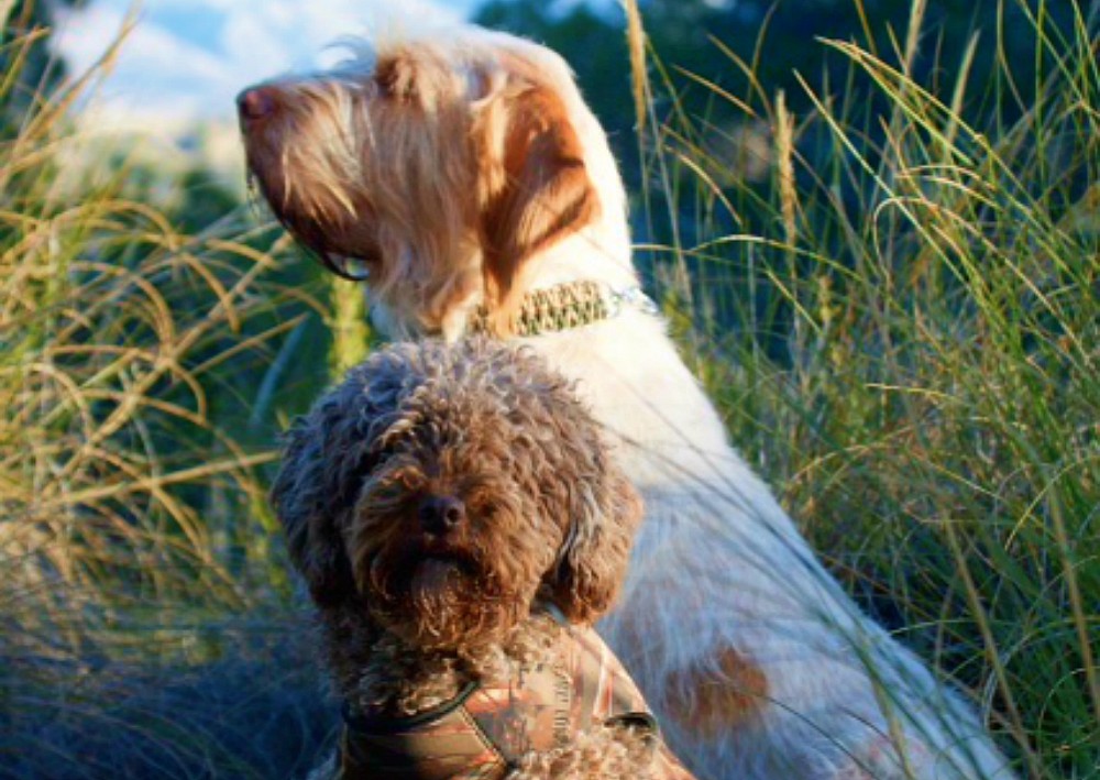 Spanish Water Dog to the Rescue The Barking BugleThe