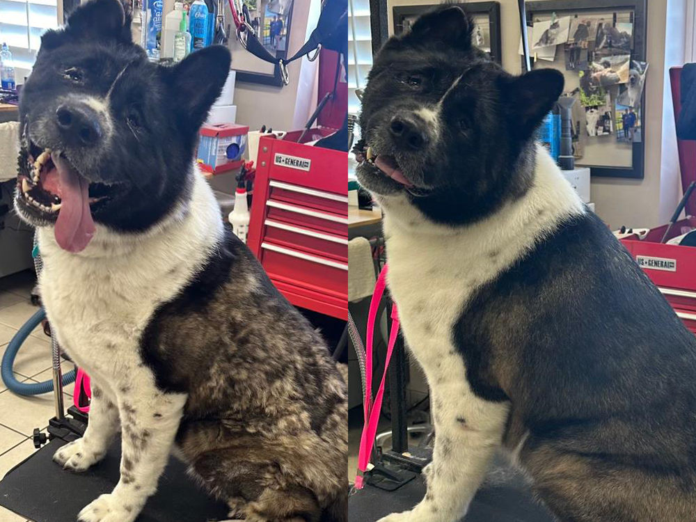 Why Dogs Shed and the Importance of Baths and Blowouts