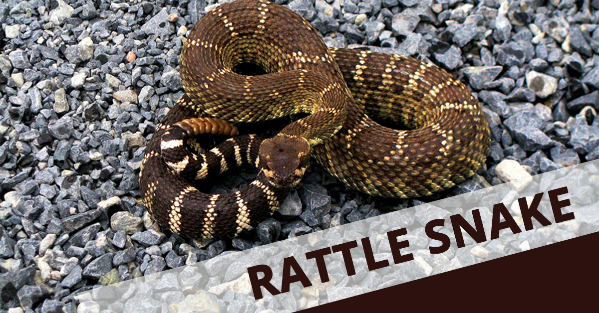 A Guide on Pet Snake Caring Rattlesnake The Barnyard Supply Co